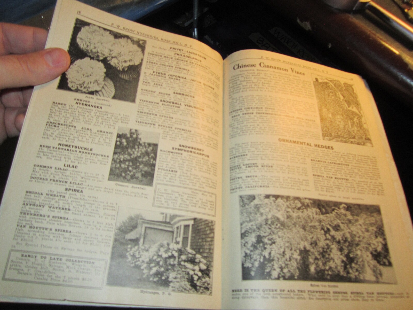 VINTAGE F. W. BROW NURSERIES FLOWER AND FRUIT CATALOG – BBA-45