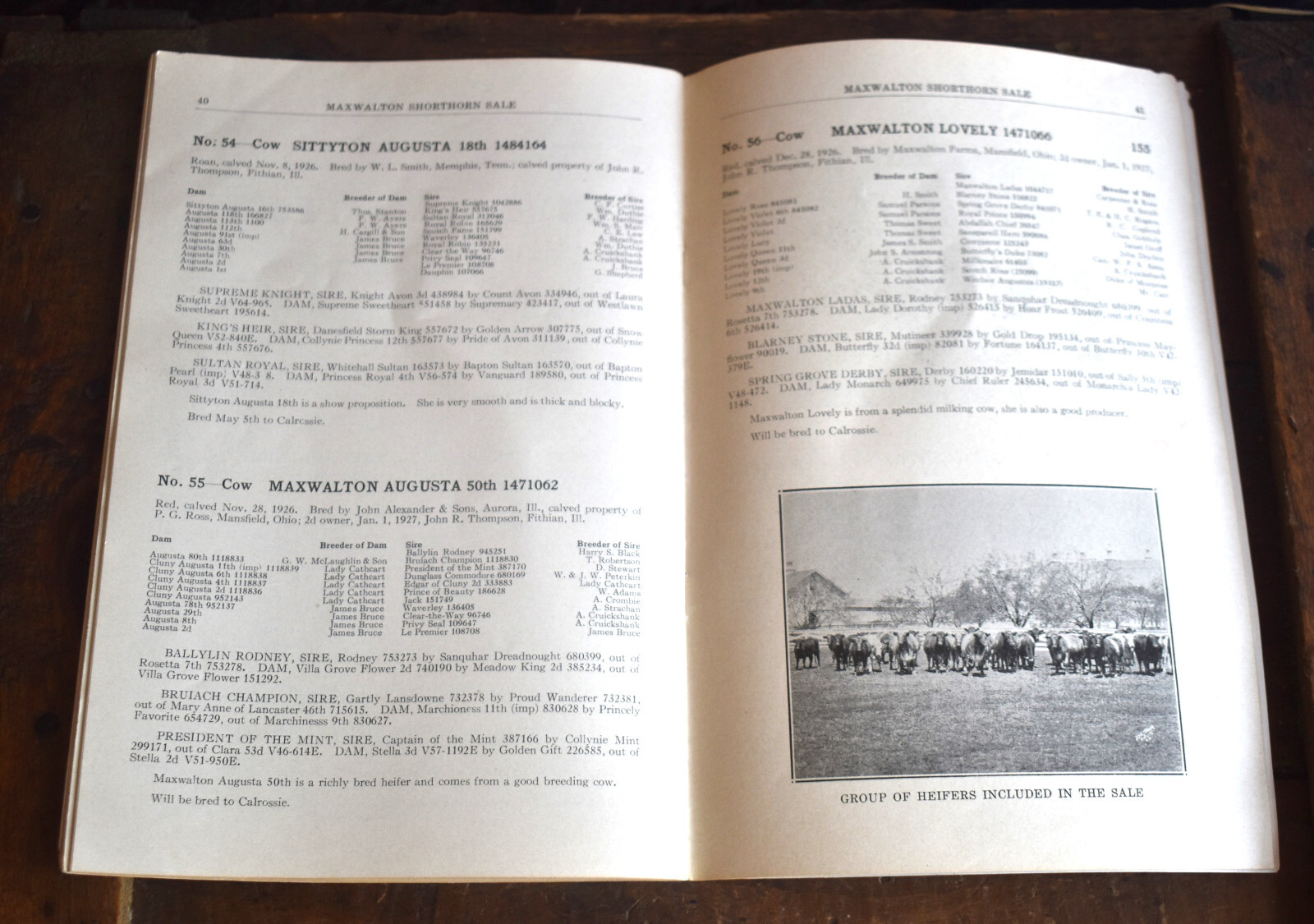 Vintage 1928 Shorthorn Cattle Auction Catalog Thompson Estate Fithian IL