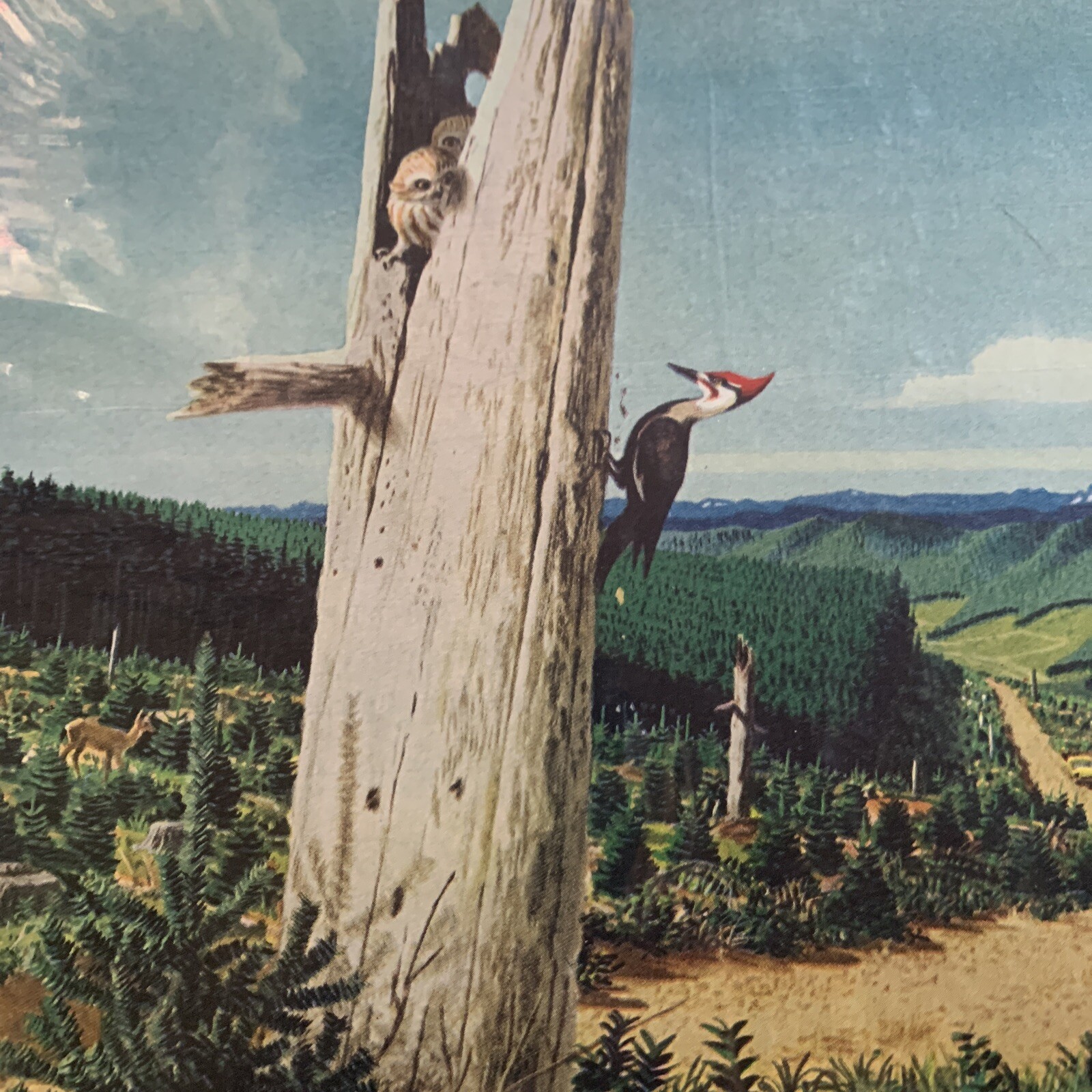 Weyerhaeuser Timber Company January 1958 Ad Homes Animals Land