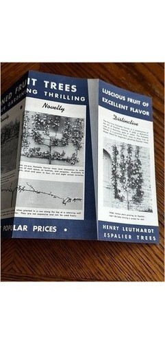 Henry Leuthardt 1939 Espalier Dwarf Fruit Tree Brochure Port Chester NY