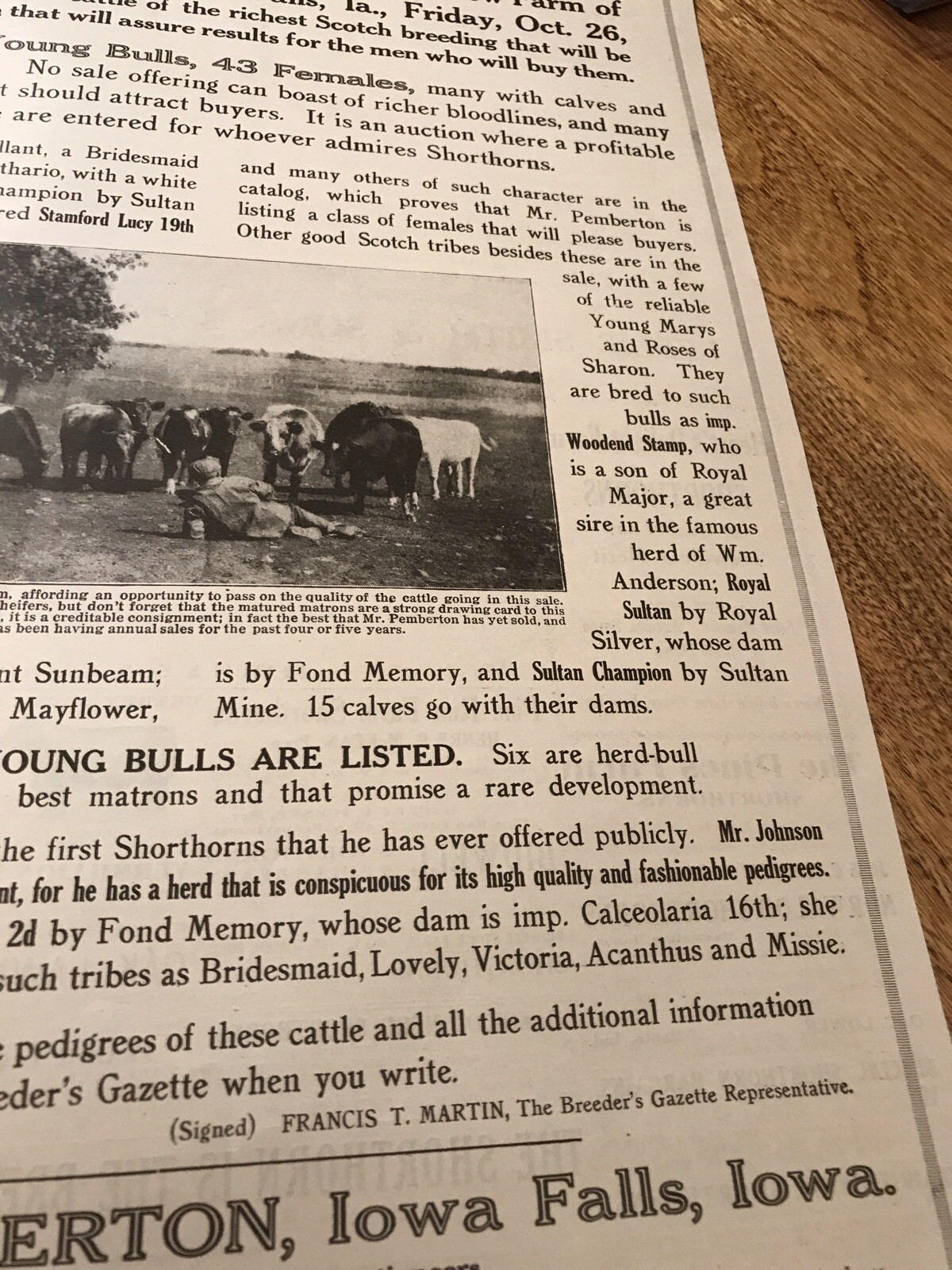 1917 Cattle Livestock Public Sale Poster – Iowa Falls – Iowa – Cow Advertising