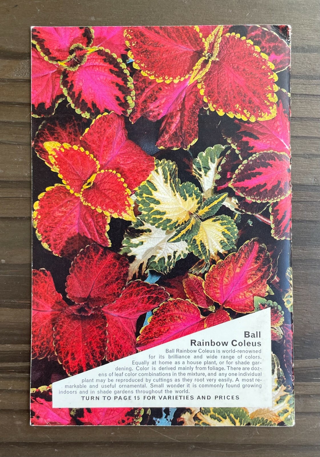 Seedcraft Vintage Garden Flower Catalog Rainbow Coleus Geo J Ball 1950s Booklet