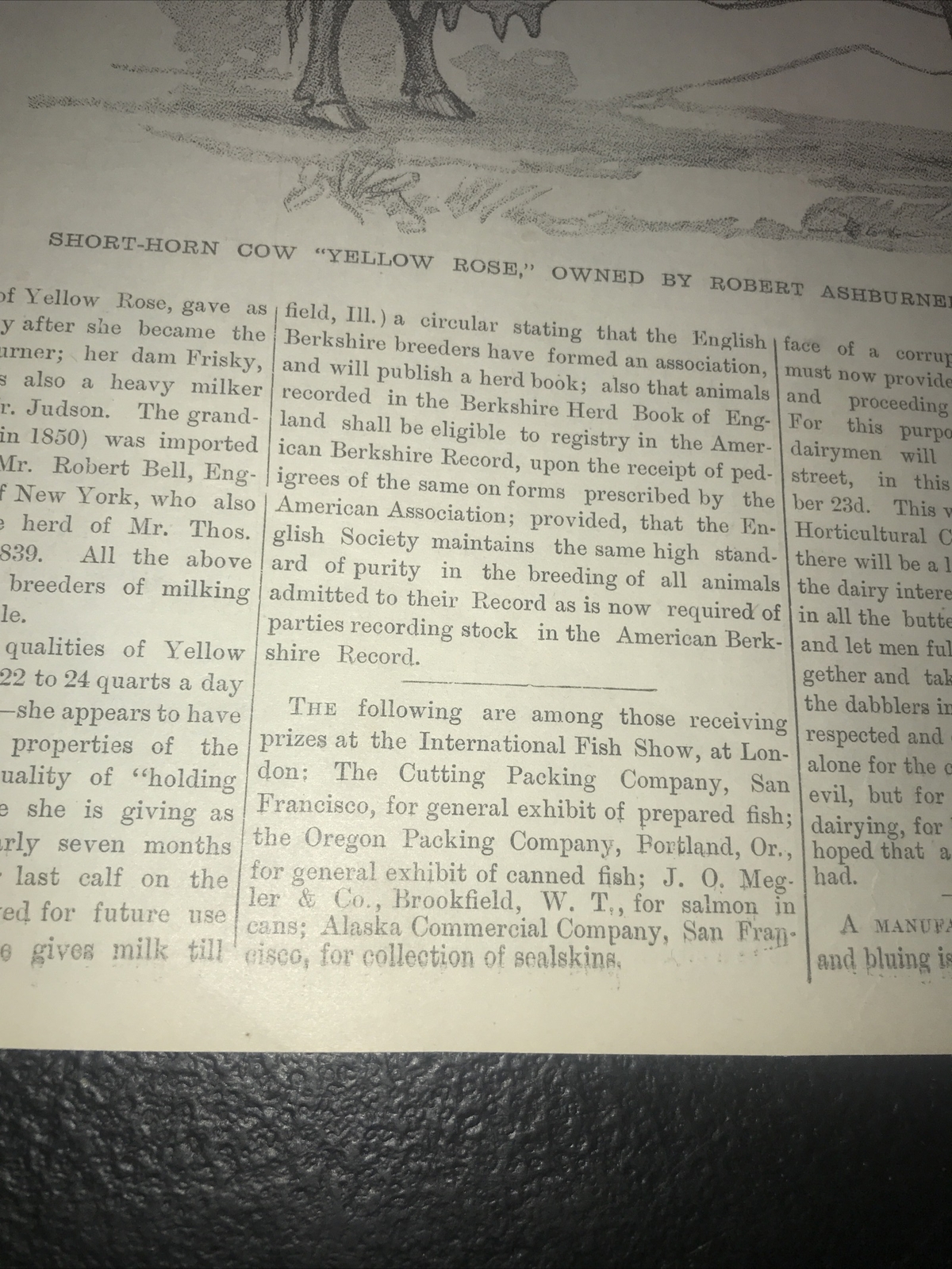 1883 Baden Farm Short Cow Advertising & Article – San Mateo County California