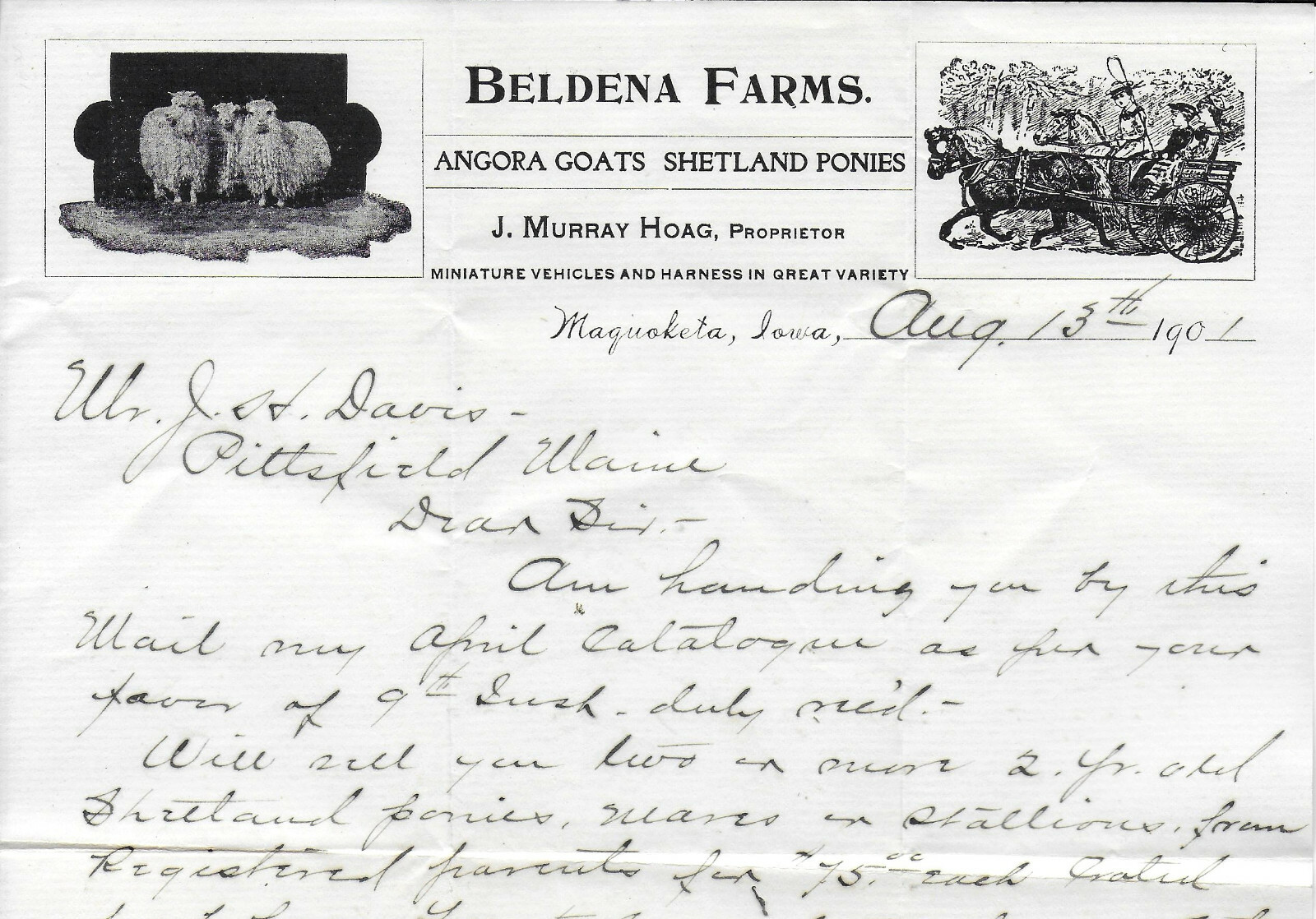 1901 Letter from Beldena Farms, Maquoketa, Iowa – Angora Sheep & Shetland Ponies