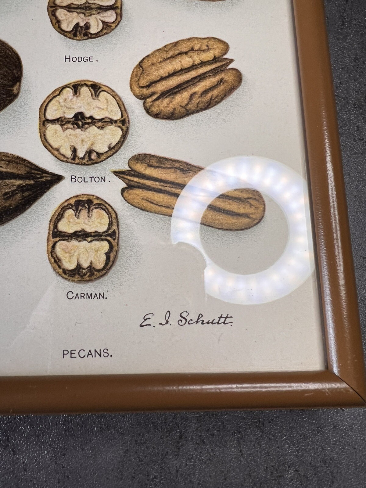 Vtg Yearbook U.S. Dept Agriculture Framed Pecans Lithograph XLIX E.L.Schutt
