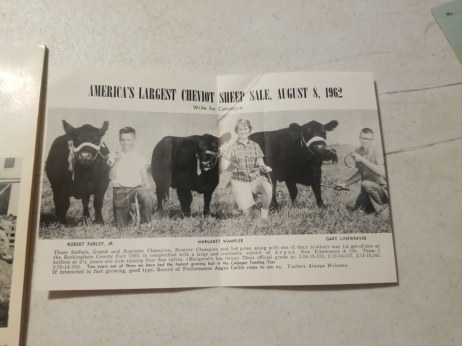 Vintage 1962 Wampler&rsquo;s Cheviot Sheep Sale Catalog & Flyer. Harrisonburg, VA