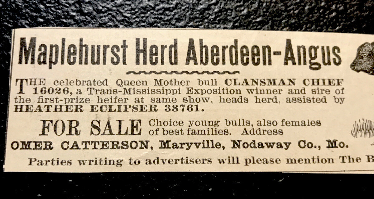 1902 Maplehurst Farm Cattle Cow Advertising – Maryville – Missouri