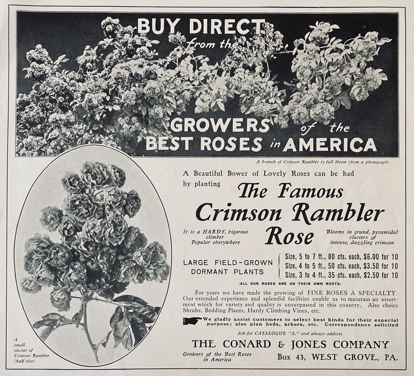 1903 AD.(XH47)~CONRAD & JONES CO. WEST GROVE, PA. FAMOUS CRIMSON RAMBLER ROSE