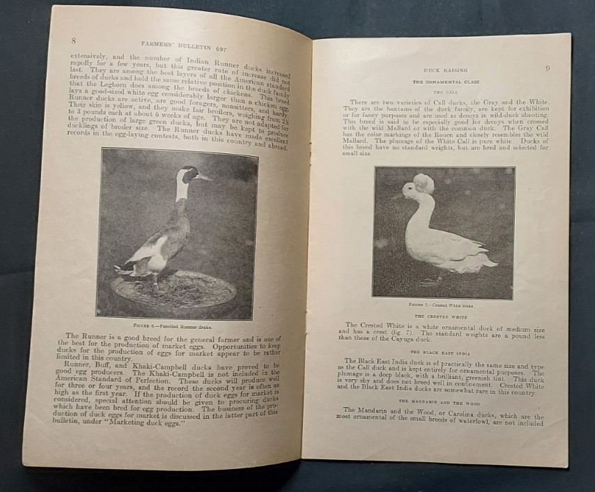 1933 US Department Agriculture Farmer&rsquo;s Bulletin 697 Duck Raising Marketing Eggs