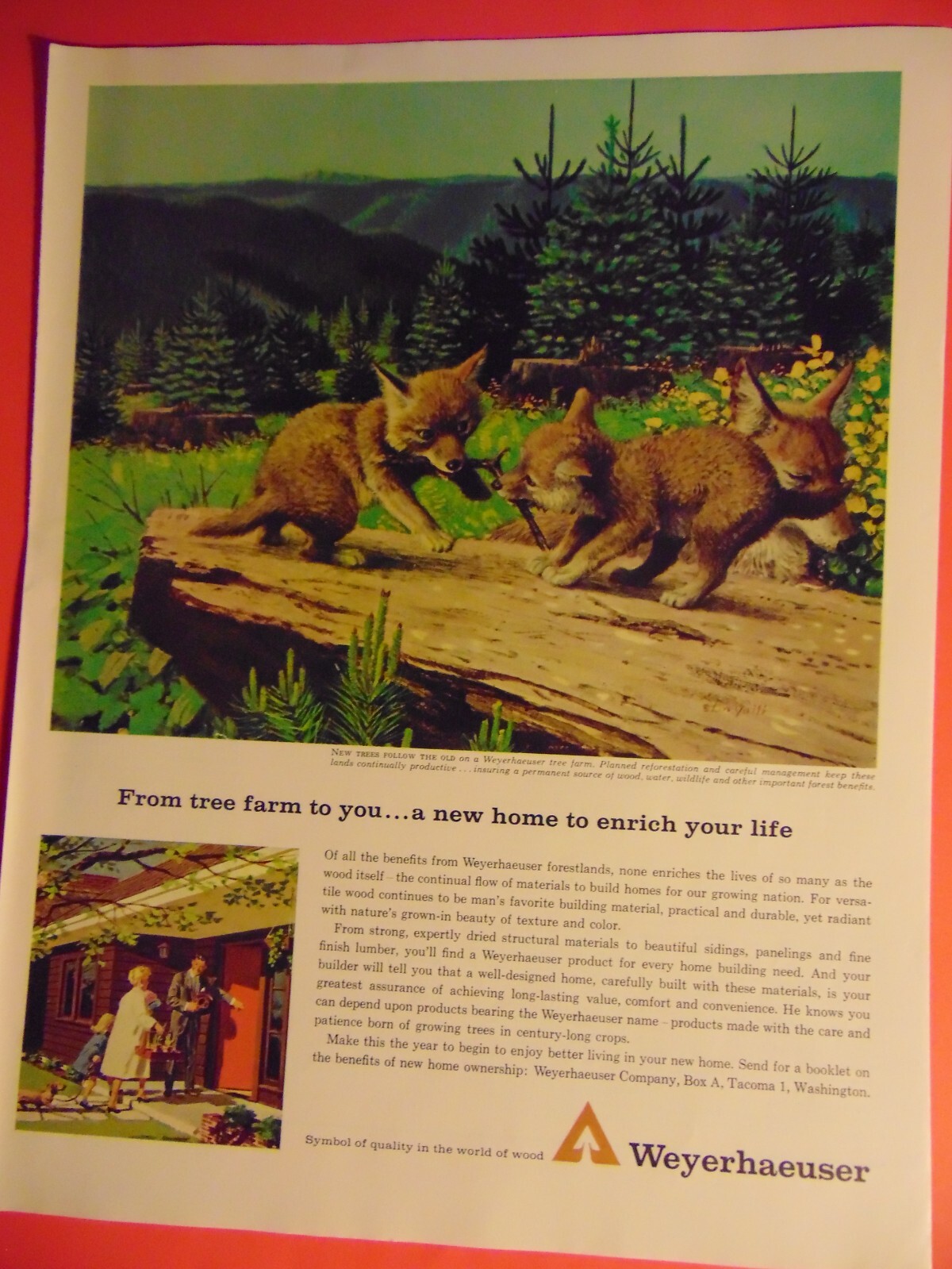 1963 WEYERHAEUSER Tree Farm Animals Play vintage print ad
