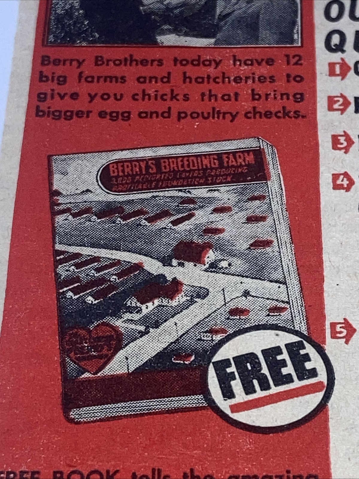 Berry’s Austra-Whites Poultry Vintage Print Ad 1945 5.25”X11” Hybrid Chickens PT