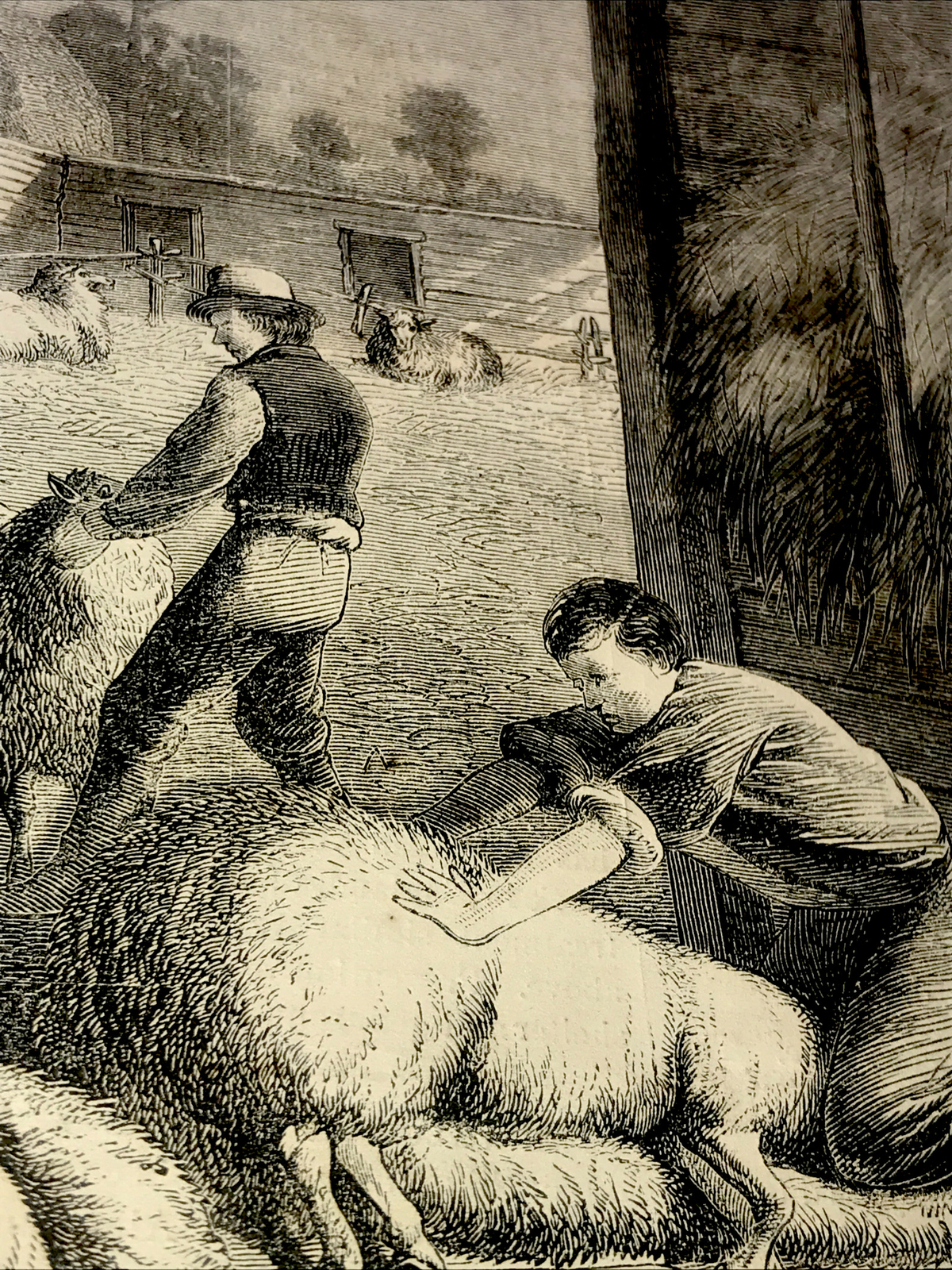 ORIGINAL 1872 Sheep Shearing Farm Engraving Advertising & Article