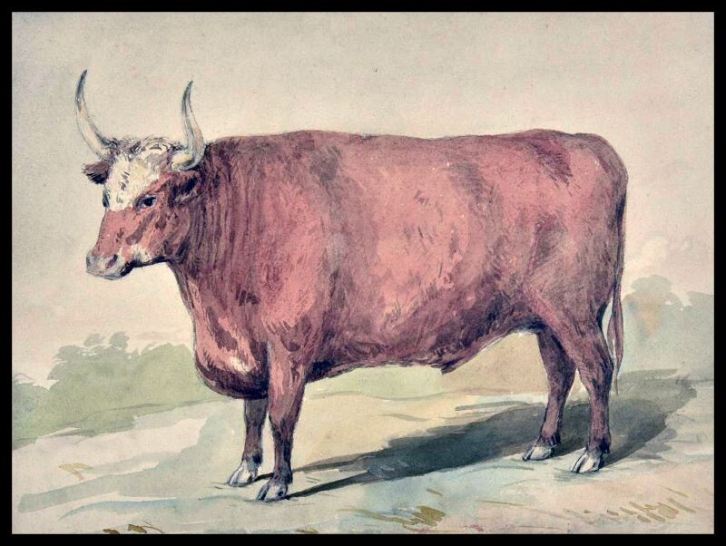 Hereford Breed Steer Artwork NEW Sign: 15×20&Prime; USA Steel