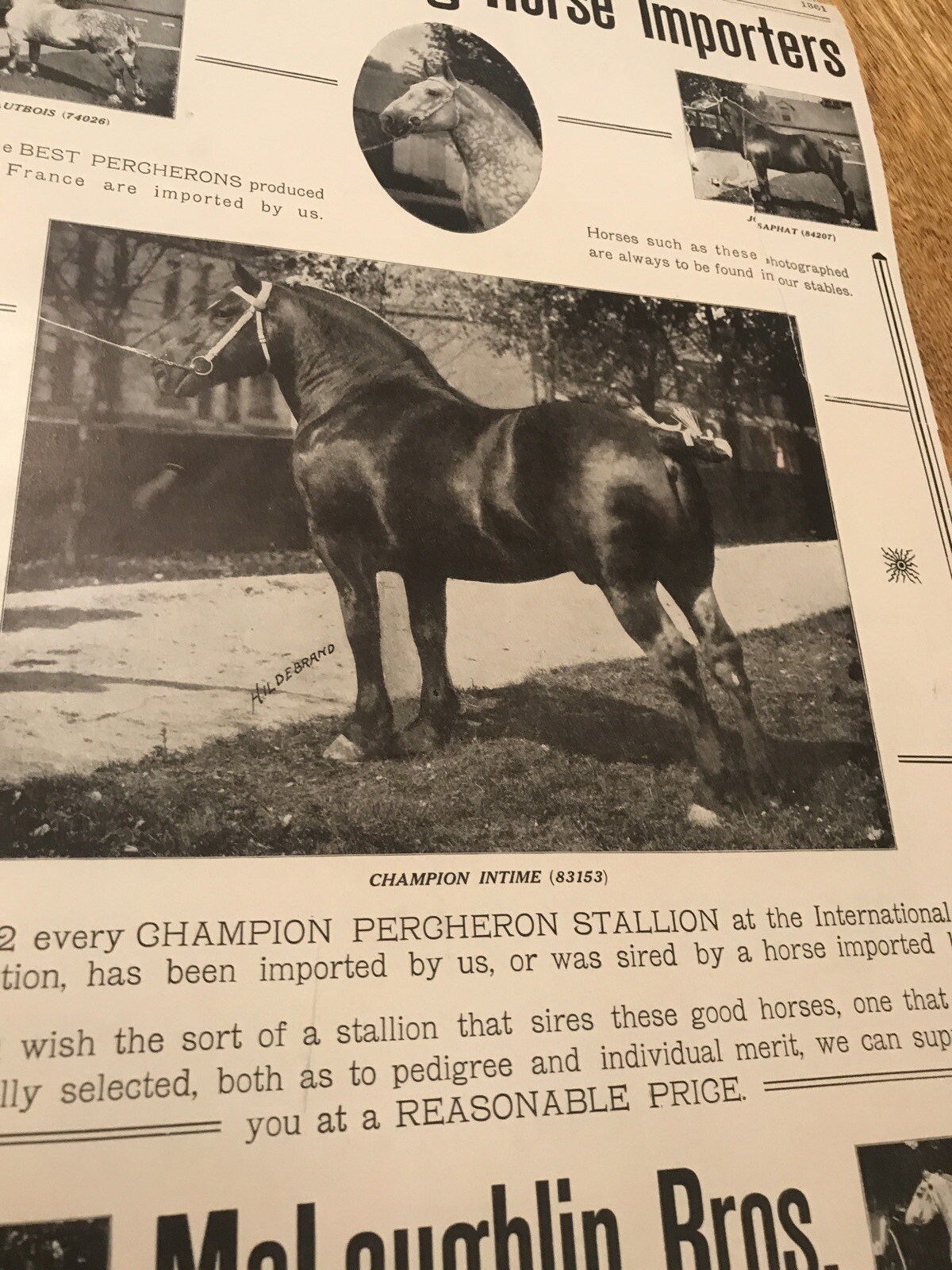 1911 McLaughlin Bros. Horse Advertising – Oakland – California – Columbus – Ohio