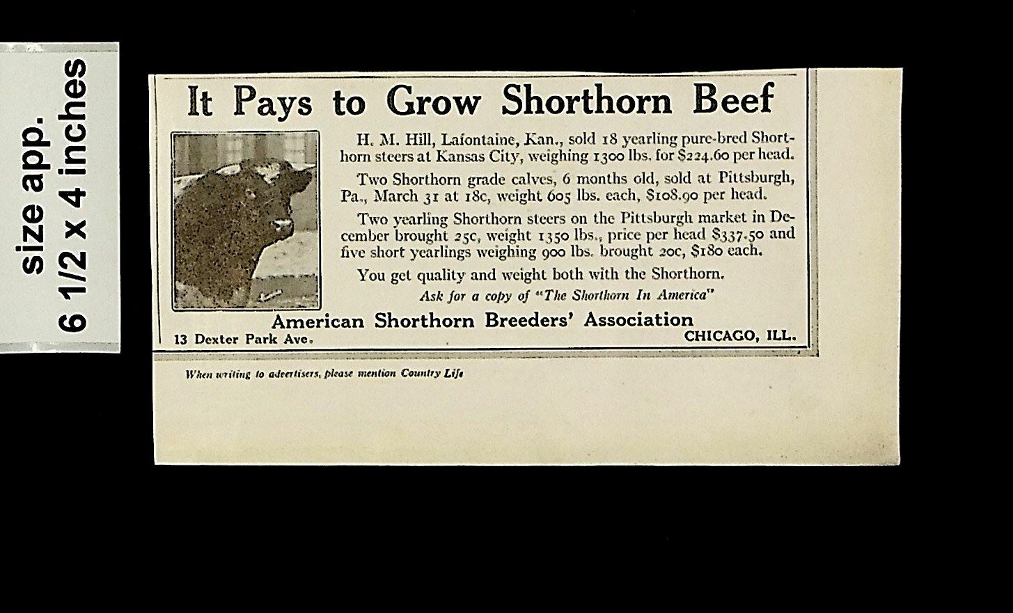 1919 Pays to Gow Shorthorn Beef Breeders Cattle Vintage Print ad 14511