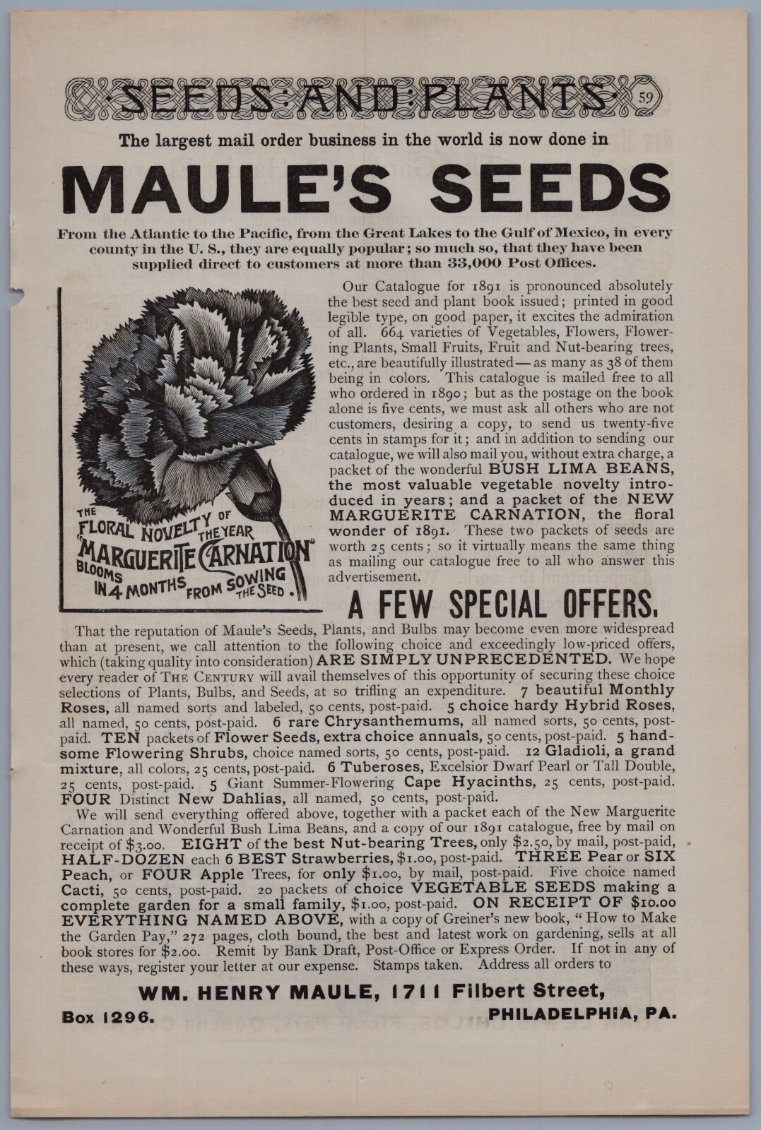 1891 Maules Seeds Vintage Ad Marguerite Carnation Flower Garden Gardening