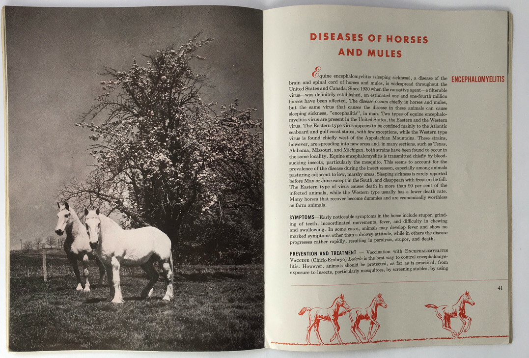 1947 Common Diseases of Livestock Lederle Laboratories Booklet Horses B&W Photos