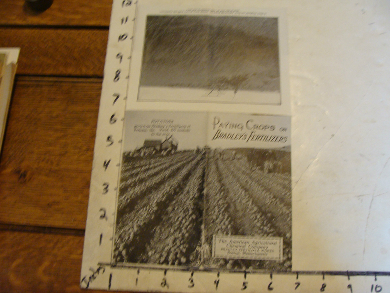 PAYING CROPS on BRADLEY&rsquo;S FERTILIZERS early undated brochure