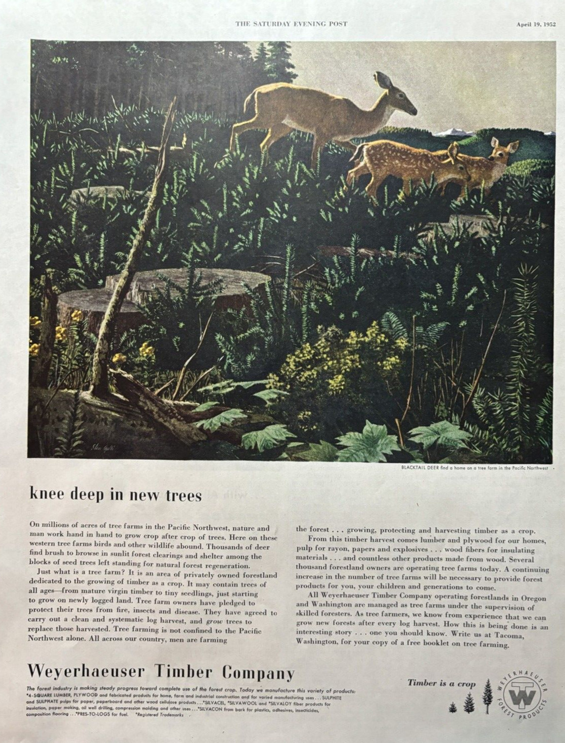 1952 Weyerhaeuser Timber Company Knee Deep New Trees Deer Forest VTG Print Ad