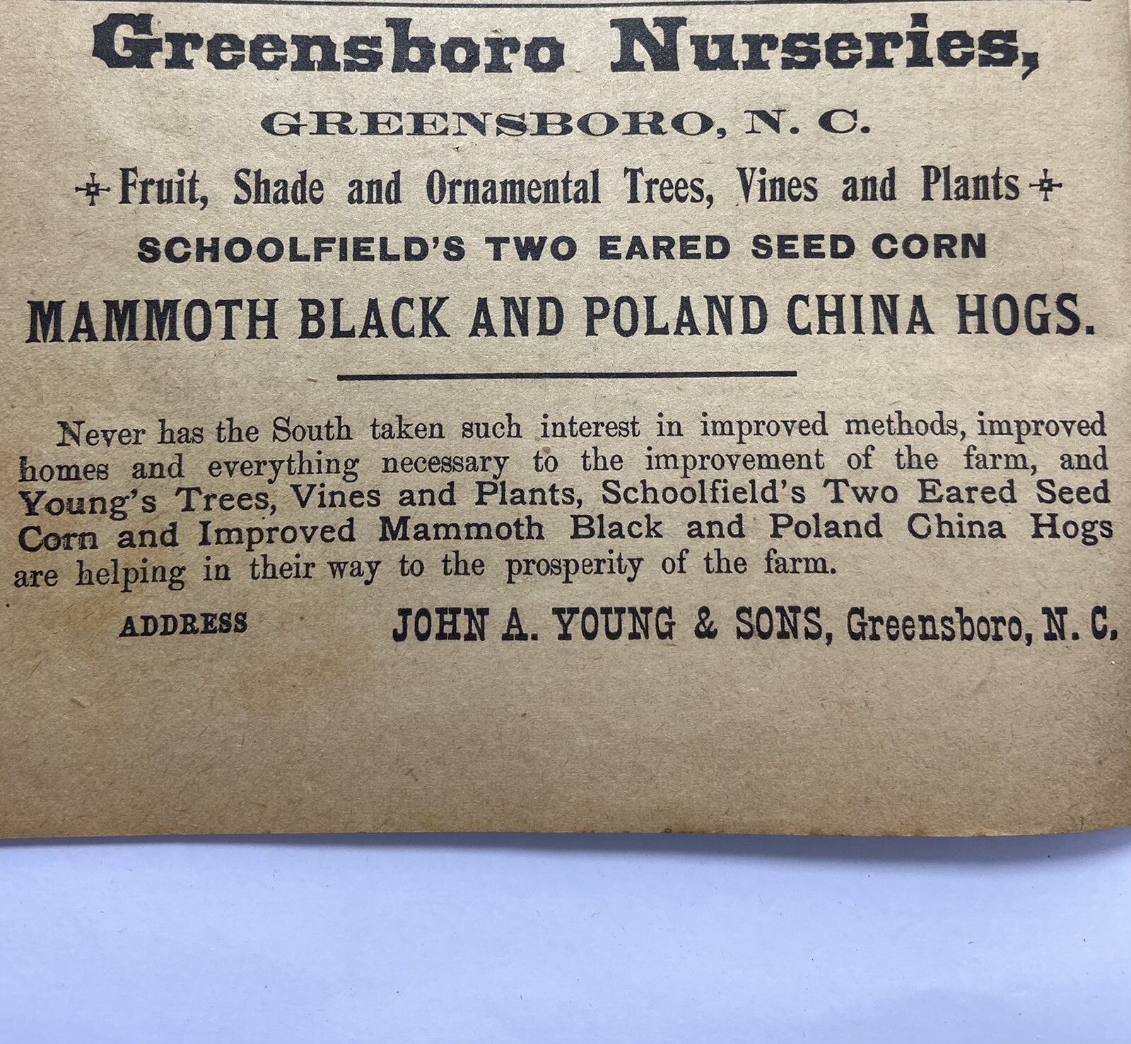 1914 Greensboro Nurseries John A Young And Sons North Carolina Advertisement
