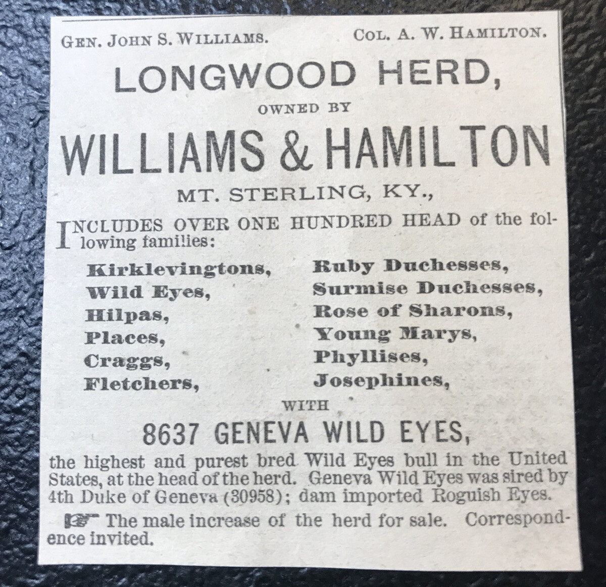 1883 Williams & Hamilton Cattle Advertising – Mount Sterling – Kentucky – Cow