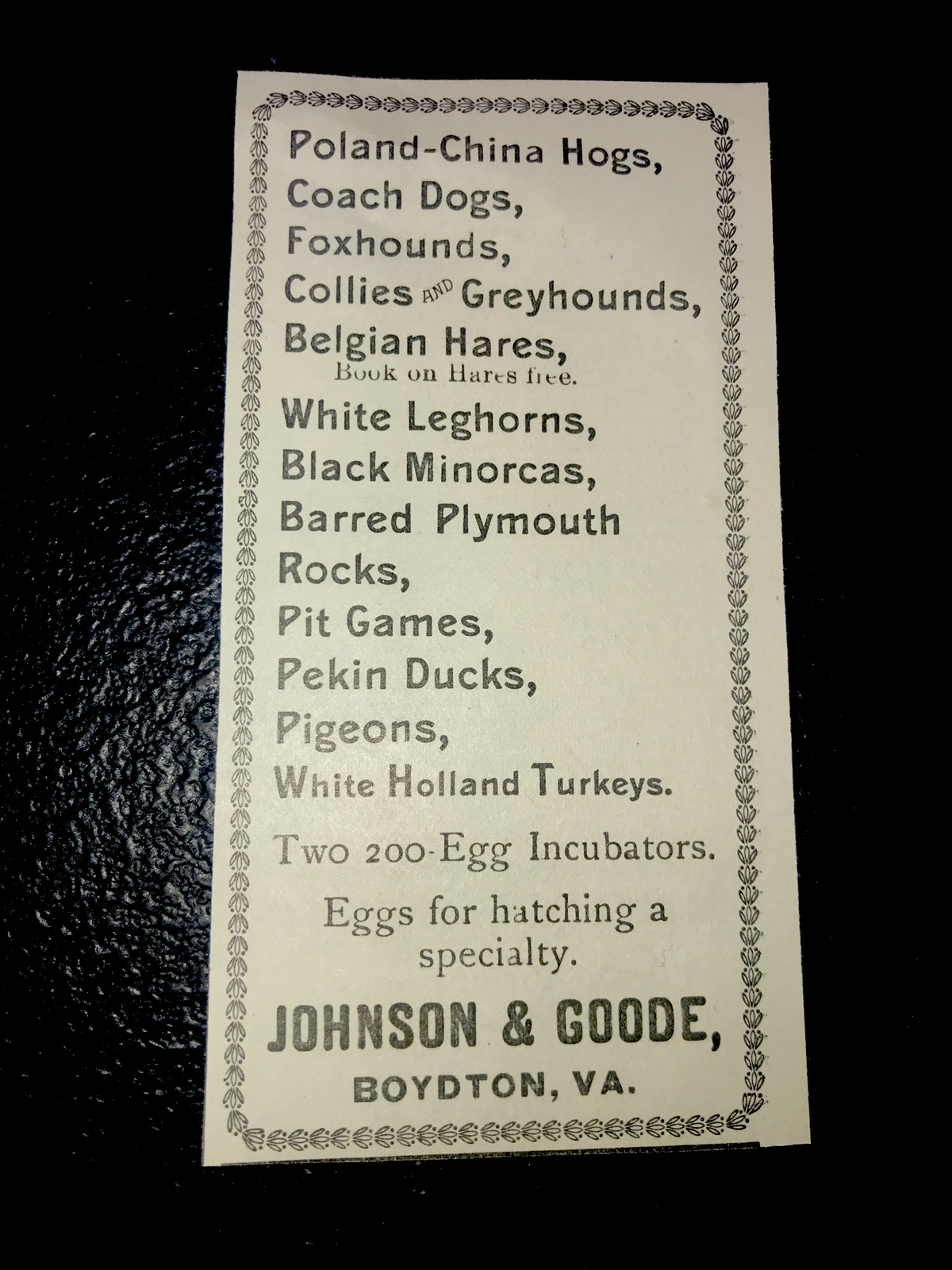 1900 Hogs Chickens Greyhounds Farm Advertising – Boydton – Virginia