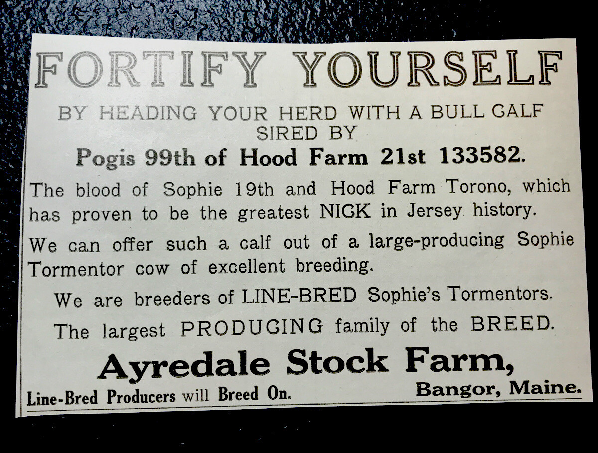 1917 Ayredale Stock Farm Advertising – Cattle – Cow – Bangor – Maine