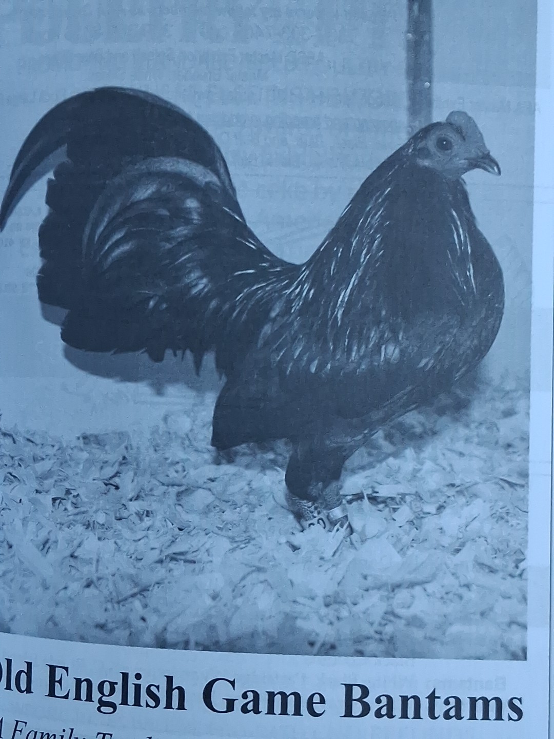 American Bantam Association 2020, 2021 & 2022 Yearbooks. New. ÷