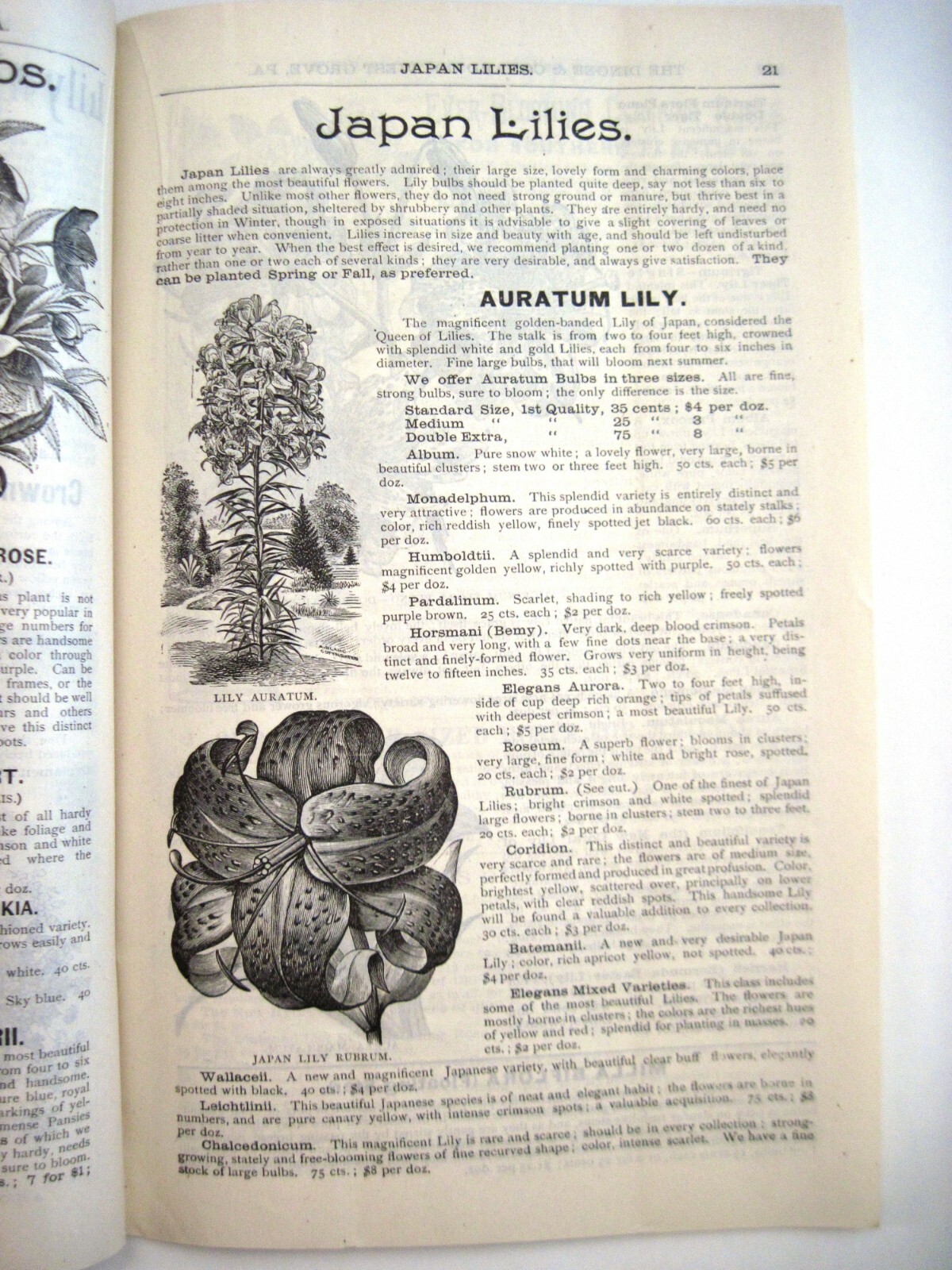 1889 Catalog « New Autumn Guide » for Holland Bulbs, Roses & Lilies & Seeds *