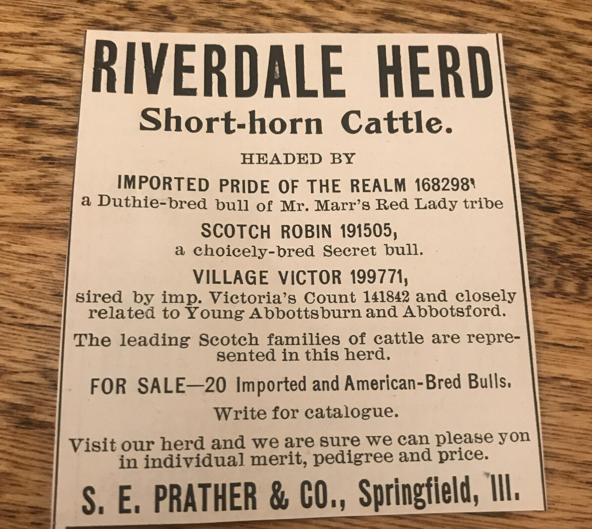 1903 Riverdale Herd Shorthorn Cattle Cow Advertising – Springfield – Illinois
