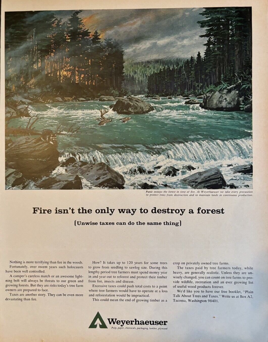 1965 Weyerhaeuser Tacoma Wash Pulp Paper Fire Destroy Foest Tax Vintage Print Ad