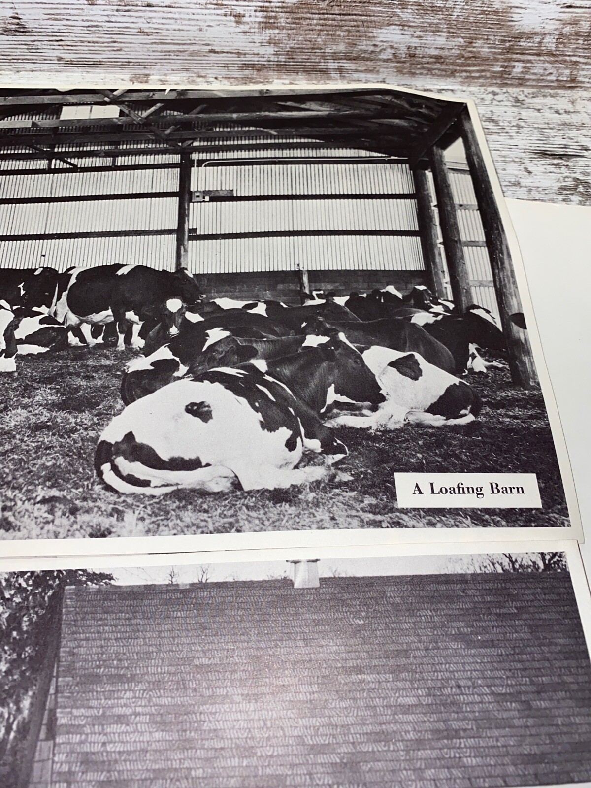 2 Vintage 9×13 Poster Cows Going In A Milking Parlor A Loafing Barn