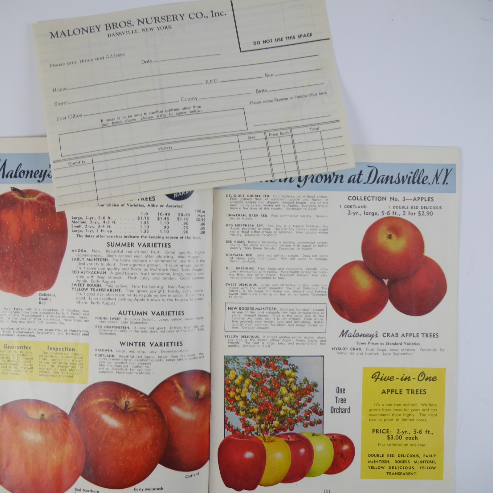Vintage Maloney Bros Nursery Co Inc Catalog Dansville NY Orchard Tulips Print Ad