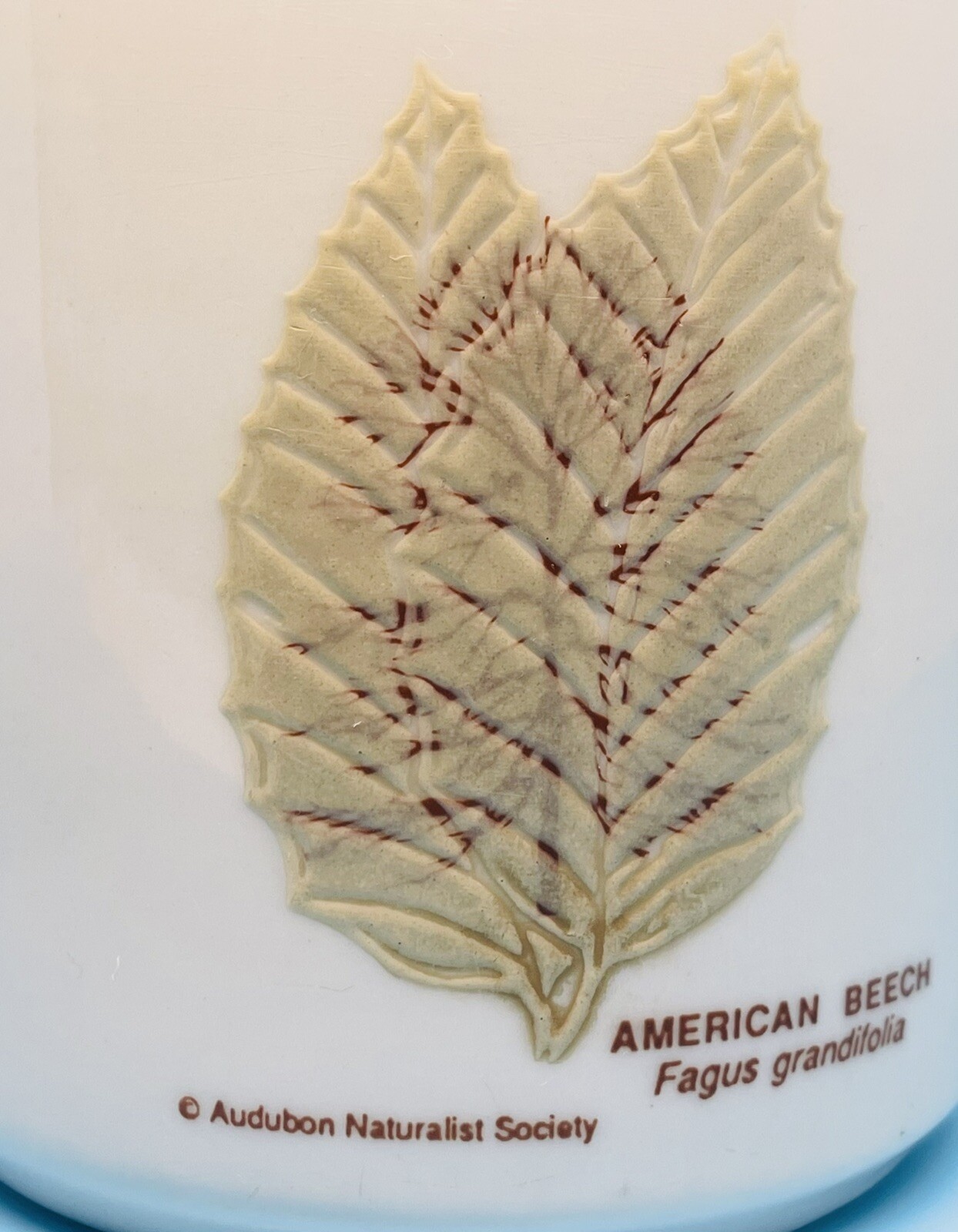 Audubon Naturalist Society Mug Raised Leaves Leaf Identification