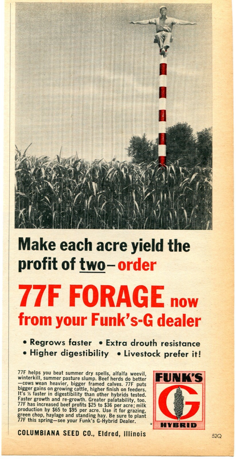 1968 Print Ad of Funk&rsquo;s G Hybrid 77F Forage Sorghum Seed