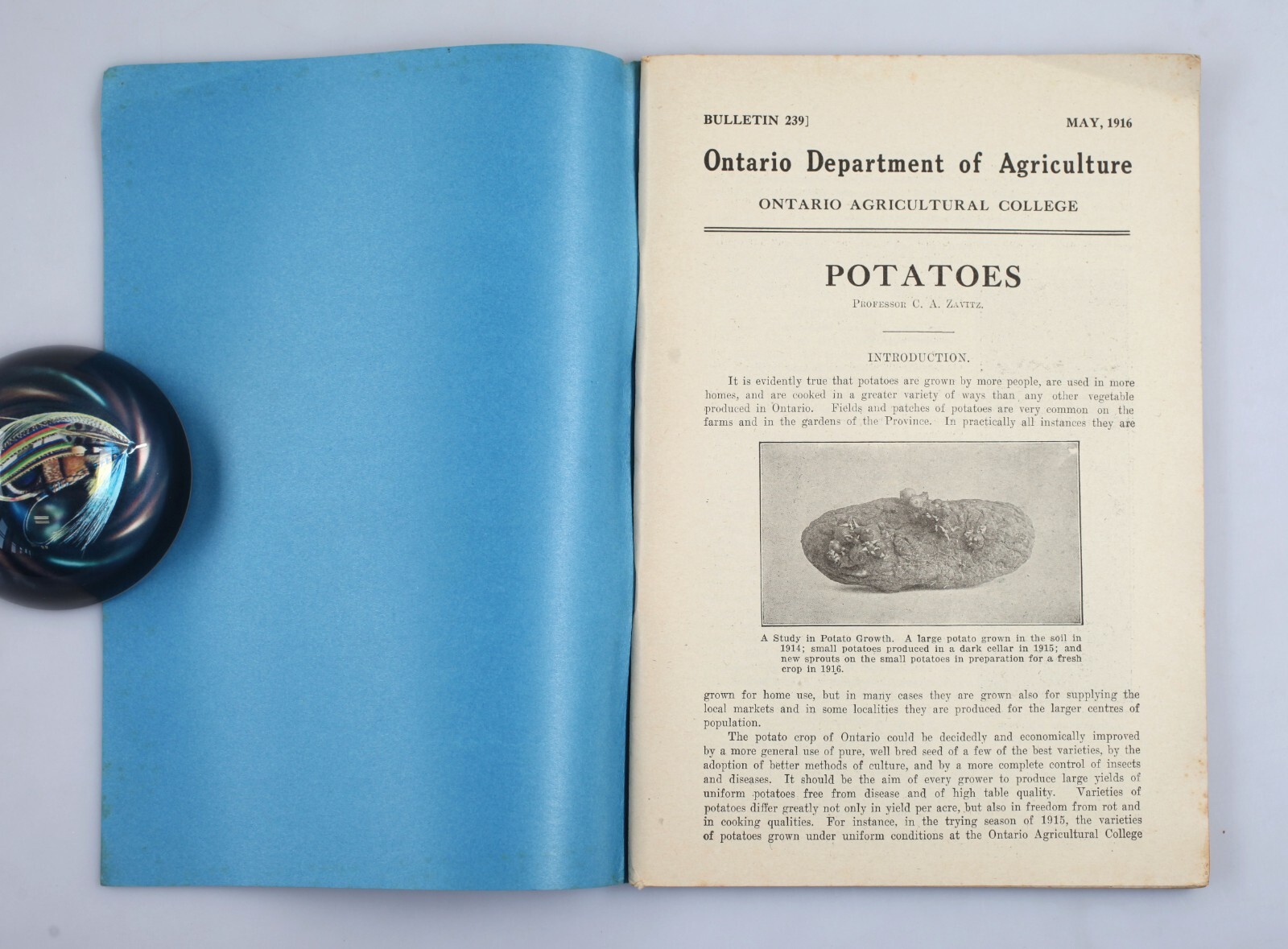 Vintage 1916 Ontario Department of Agriculture Bulletin Potatoes Booklet Canada