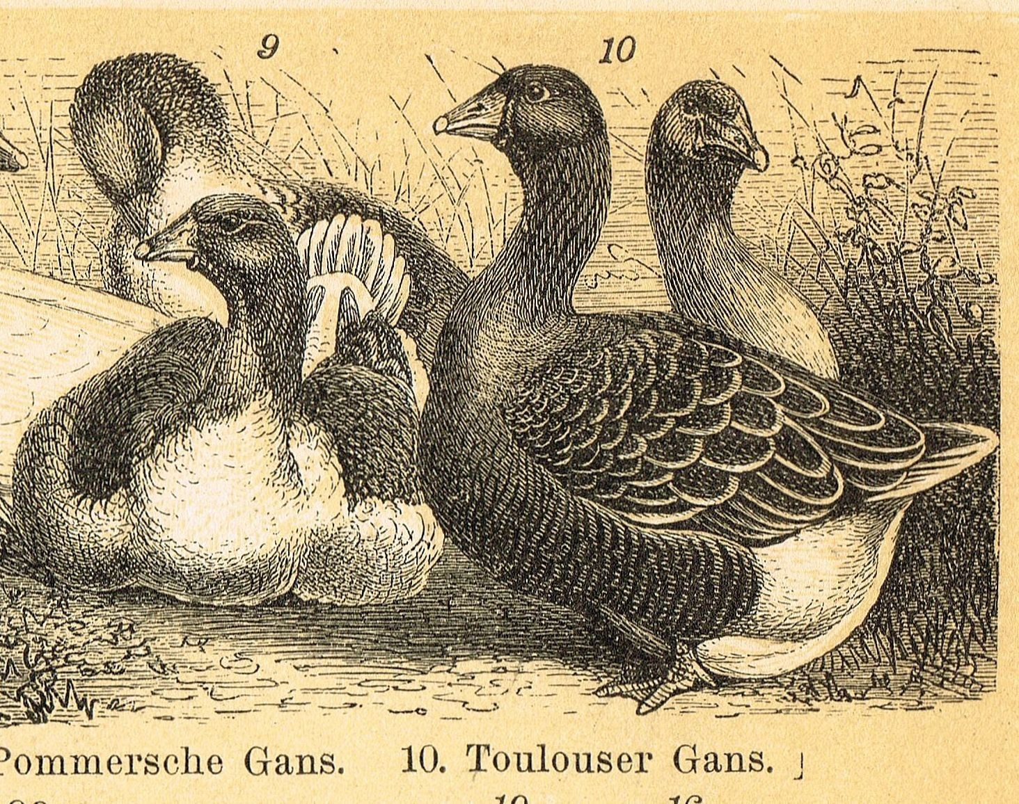 POULTRY 1895 Ducks Chickens Geese Turkey Antique Original Vintage PRINTS