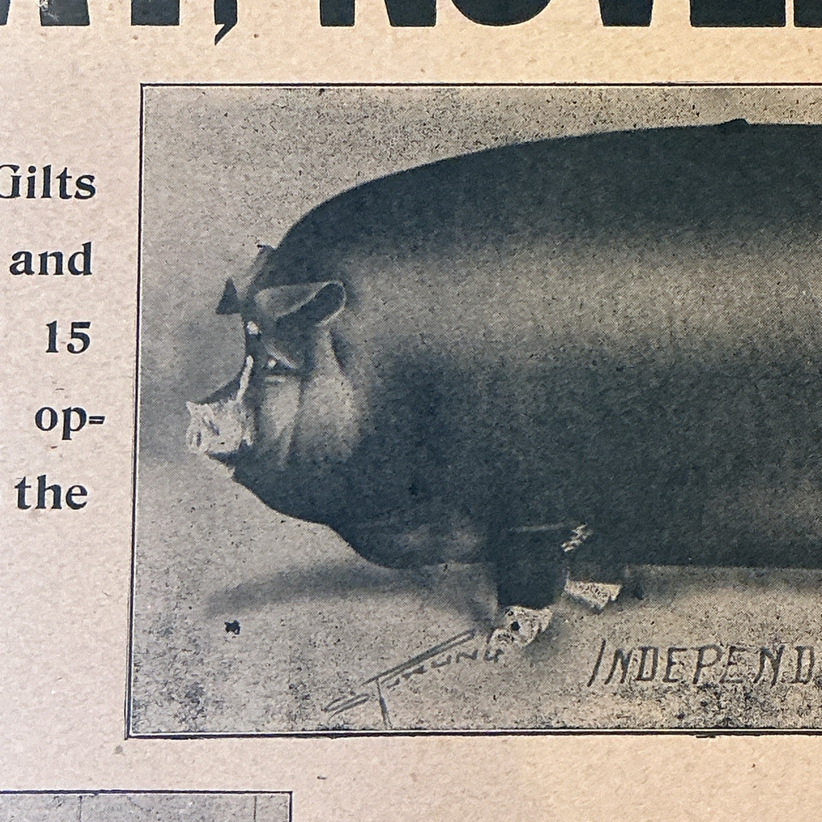 Antique 1910 Original Auction Poster China Hog Public Sale Ohio As Is INV-AC07Y
