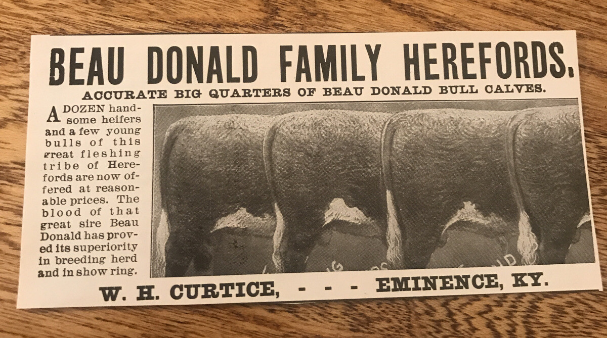 1903 Beau Donald Herefords Cattle Cow Advertising – Eminence – Kentucky