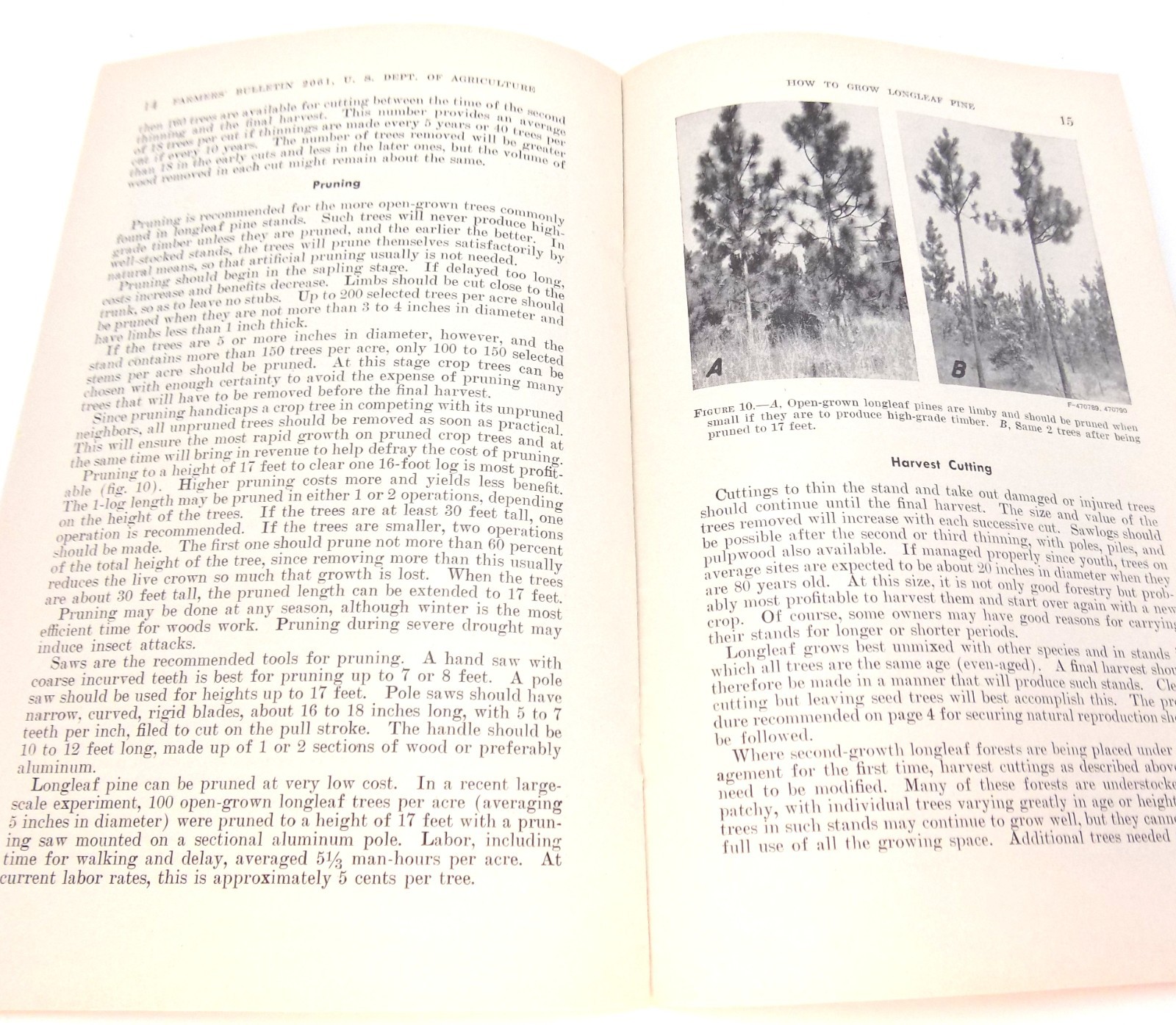 Vntg How To Grow Long Leaf Pine Farmers Bulletin No 2061 US Dept Ag Buckworth