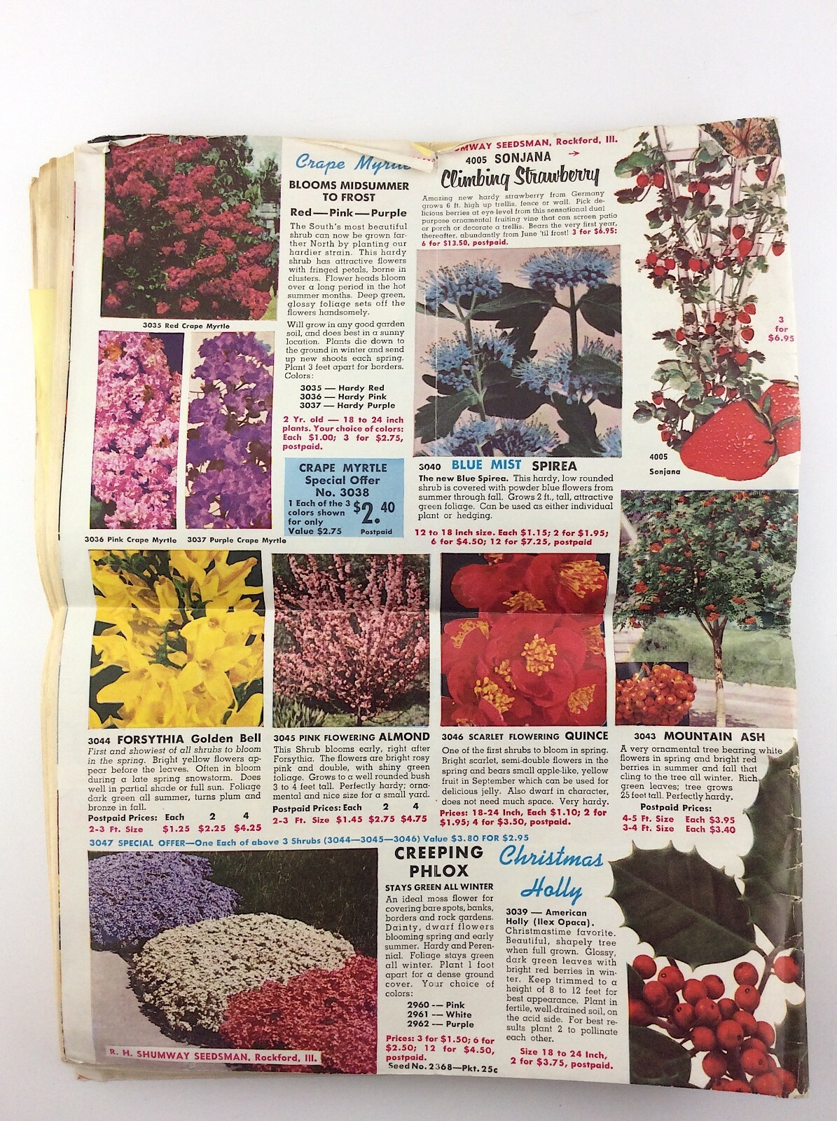 RH Shumway Seedsman Rockford Illinois 1961 Plant Garden Seed Catalog Q381