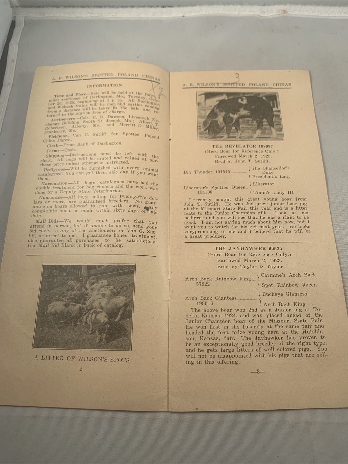 1925 Hog Sale Brochure Wilson’s Prolific Poland China Pig Farm Darlington MO