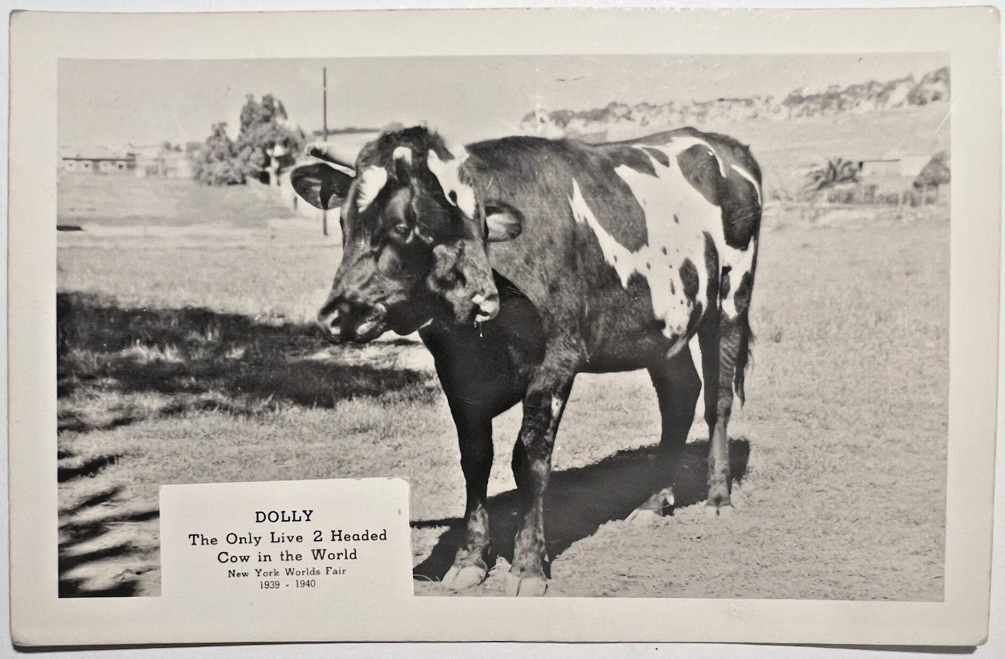 Dolly Two-Headed Cow 1939 NEW YORK WORLDS FAIR Photo Card 6E