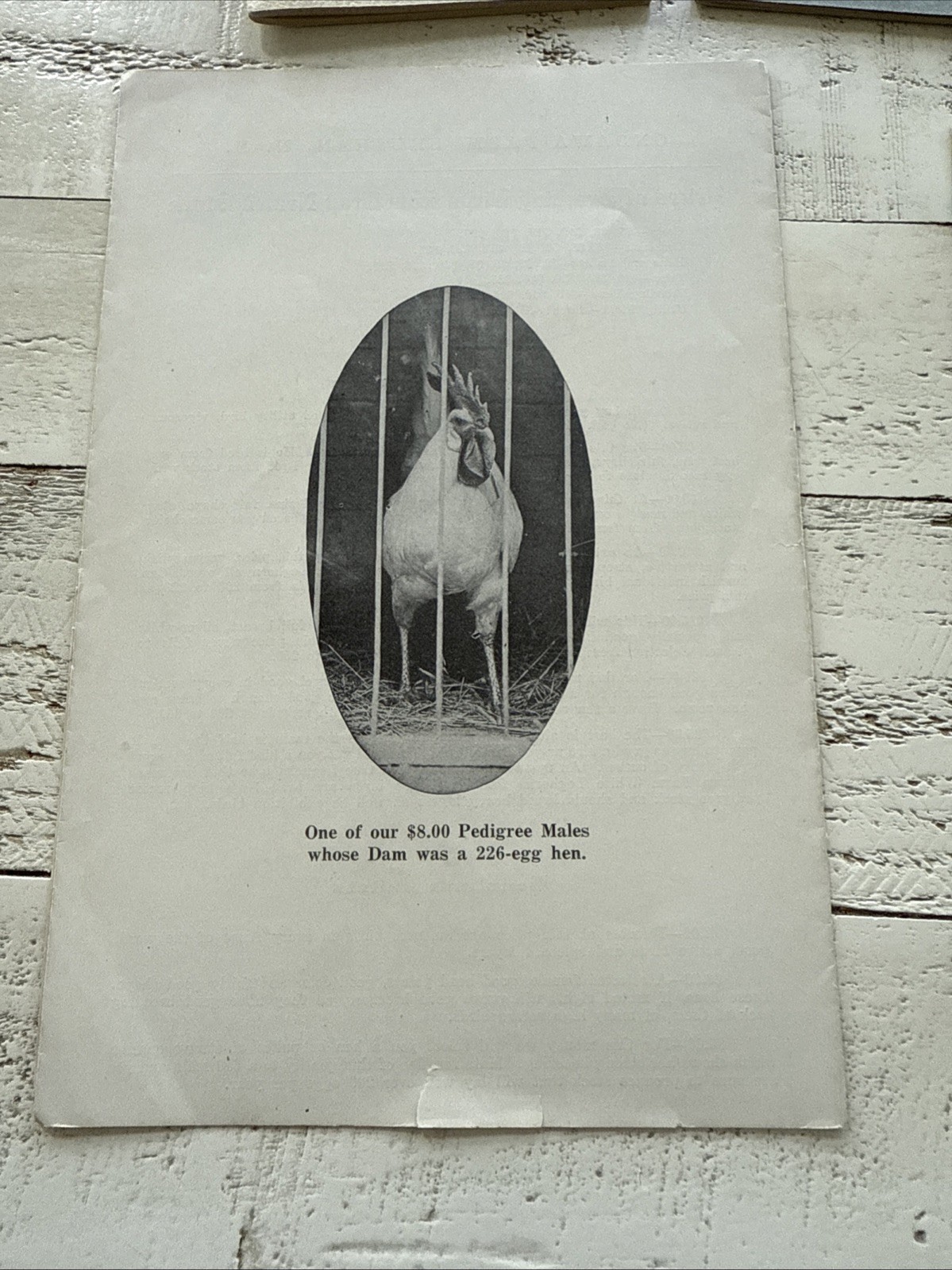 Vintage Farm & Poultry Pamphlet Lot 1940s Fertilizer Dr Hess Chickens Agricultur