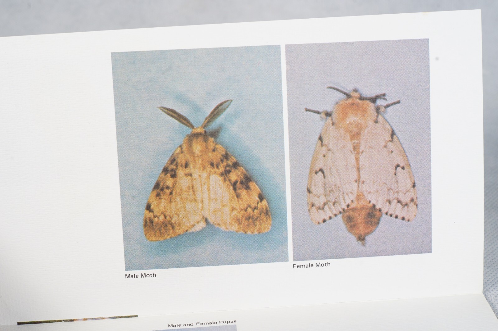 PA Vintage Agricultural Brochure Meet Gypsy Moth R.T. Zerillo and J.D. Podgwaite