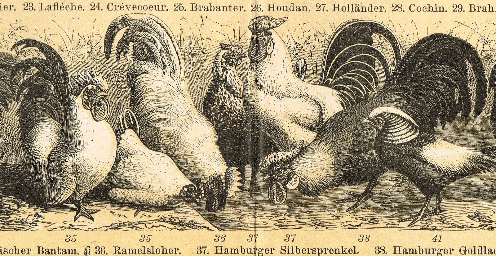 POULTRY 1895 Ducks Chickens Geese Turkey Antique Original Vintage PRINTS