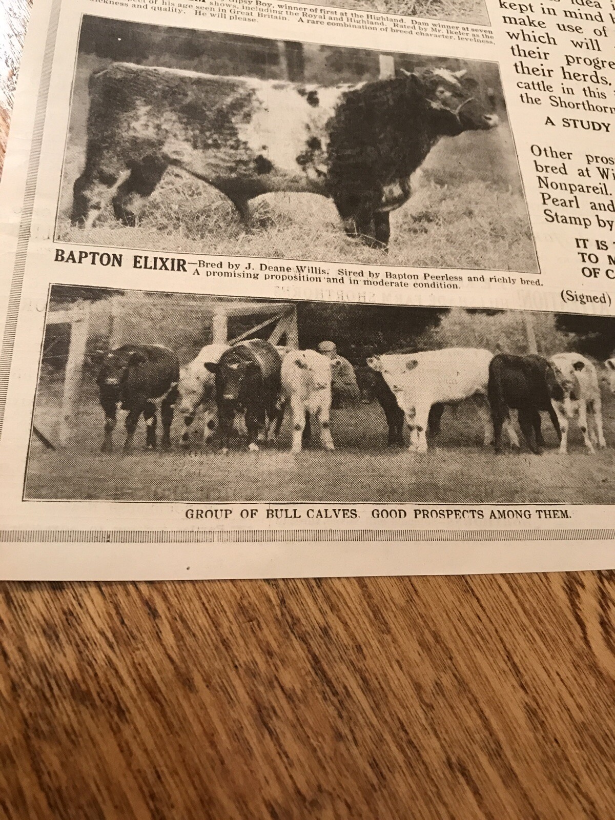 1917 Cattle Livestock Public Sale Poster – Mansfield – Ohio – Cow Advertising