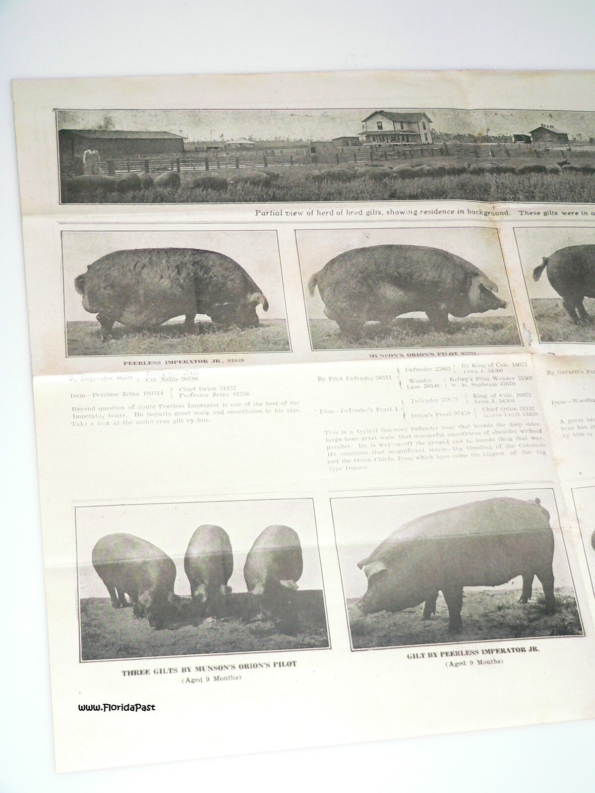 Early Duroc Jersey Hogs Munson, Florida Livestock & Agricultural Farms Brochure