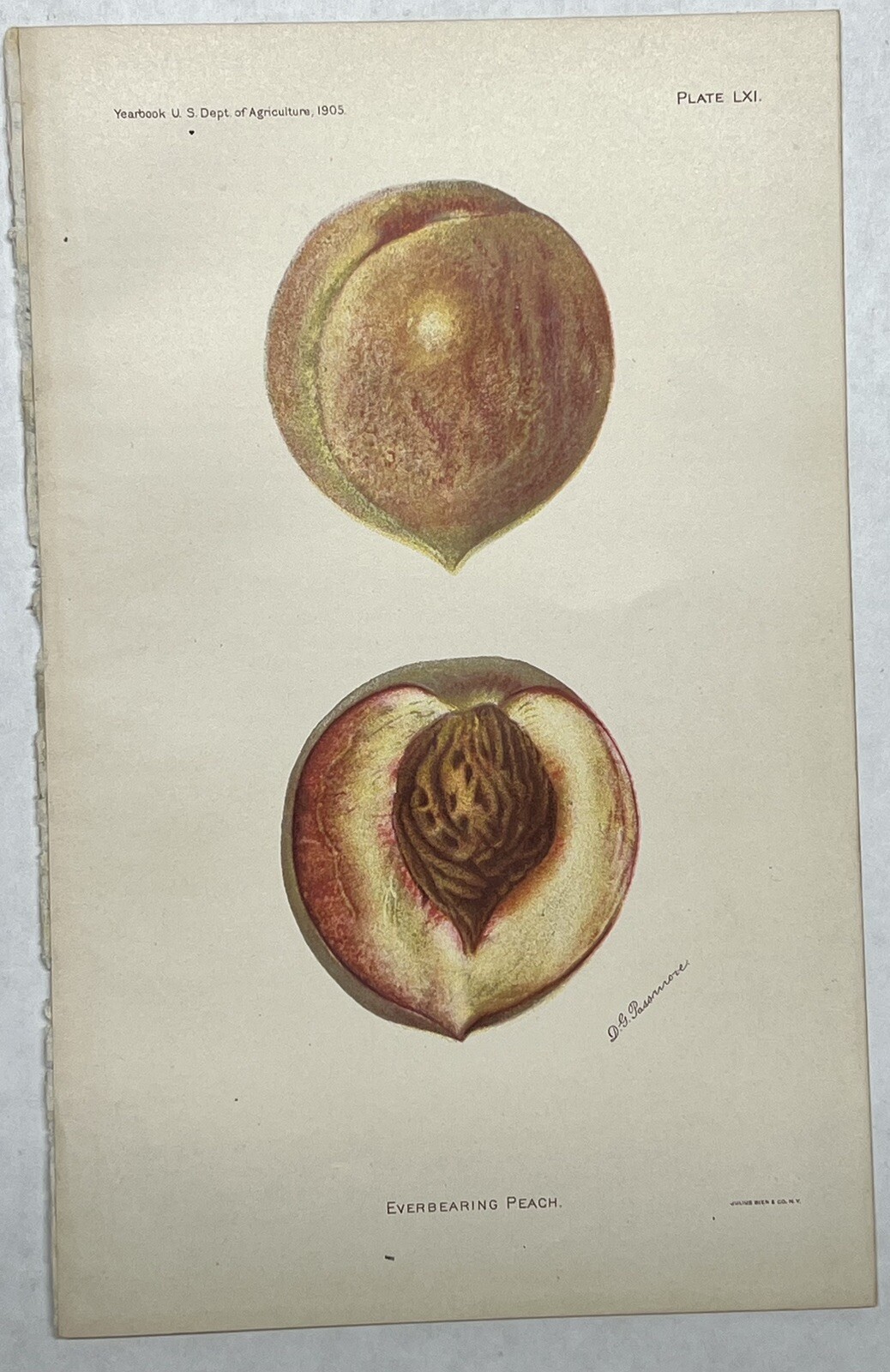 Original C1900 Fruit Print Lot,Plums & Peach,Damson,Laire,US Dept of Agriculture