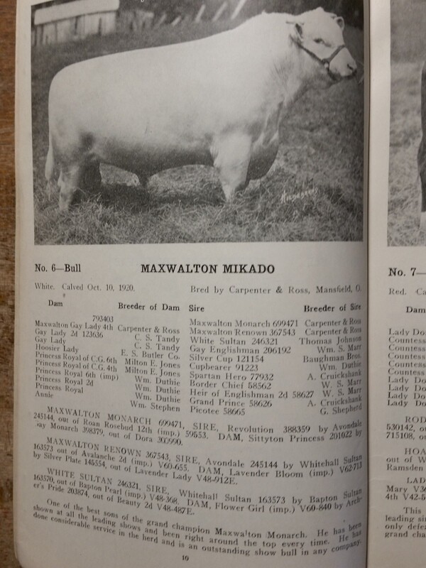 c1923 Maxwalton Herd Carpenter and Ross Cattle Auction Mansfield Ohio OH